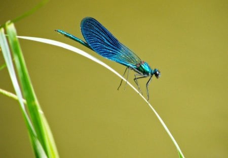 LUMINESCENT BLUE - dragonflies, insects, blue, water creatures, metallic