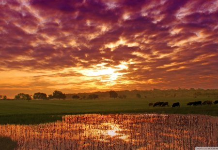 grazing cows in a summer sunset - pond, cows, clouds, grazing, sunset