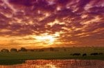 grazing cows in a summer sunset