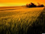 golden sunset over wheat field