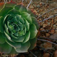 Santa Monica Plant