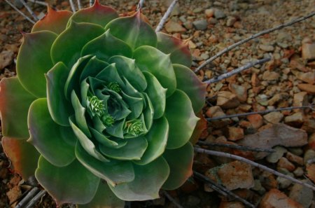 Santa Monica Plant - santa monica, plant, cacti, green