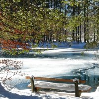 lonely pond in winter