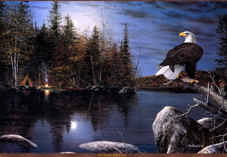 REFLECTIONS IN THE WIND - reflections, eagle, bald, lake, america