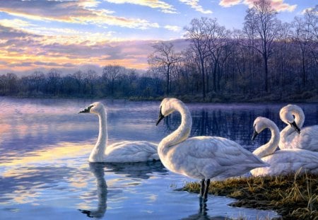 WHITE SWANS LAKE - white, painting, lake, swans, day break, sunset, darrell