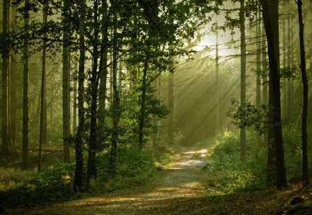 Beautiful Rays - path, pretty, trees, rays, beautiful, sunshine, forest, sun