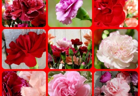 CARNATIONS - pretty, carnations, pink, red