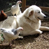 Maremma sheepdog