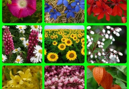 FLOWERS - collage, pretty, abstract, flowers