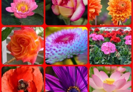 FLOWERS - flowers, collage, pretty, abstract