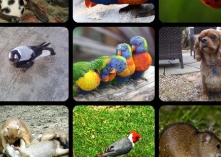 NATURE - nature, collage, animals, birds