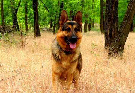 VERY ALERT LOOKING - germanshepard, alert, an, beautiful