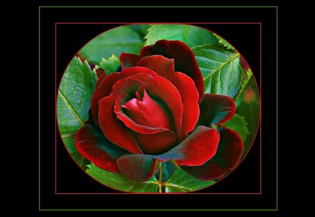 A Red Rose