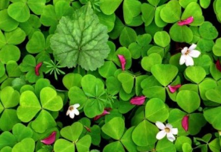 Clovers. - picture, nice, of, a