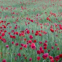 Poppy Field.