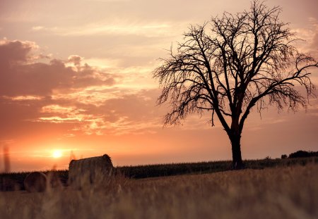 Summer Sunset - summer, splendor, landscape, grass, view, field, sky, bales, sun, clouds, sunlight, trees, beautiful, summer time, beauty, lovely, tree, summer sunset, nature, sunset, hay, peaceful