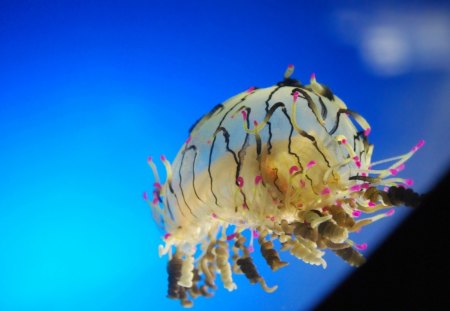 Jellyfish - aqua, pink, blue, jellyfish, water, animal, summer, black