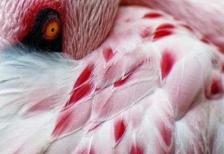 Pink Flamingo - pink, pretty, bird, flamingo