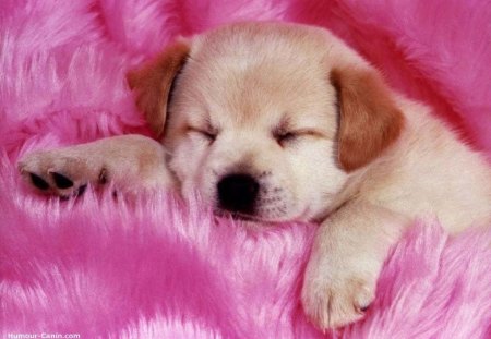 Cosy In Pink - cosy, cutie, pink, pup