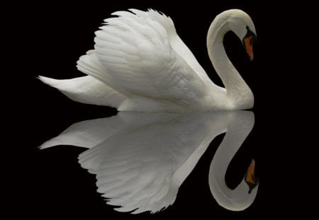 Beautiful Reflection - white, swan, reflection, beautiful