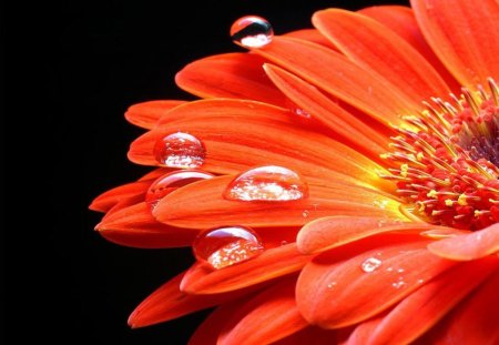 Orange Gerbera - orange, flower, gerbera, dew drops