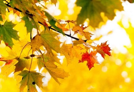 Autumn - autumn, trees, forest, leaves, tree, colors, autumn leaves