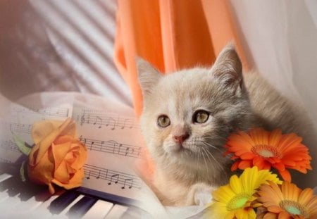 piano cat and flowers - piano, flowers, and, cat