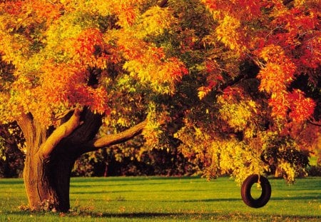 Autumn Tree - greenroof, leaves, fall, colorful