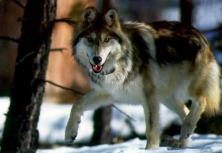 Wolf in Snow - trees, winter, forest, predator