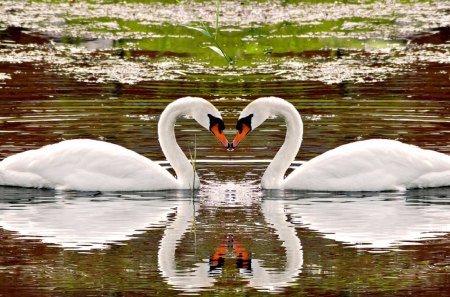 Lovely Swans - waterlilies, pair, swan, lake, reflection