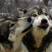 Wolves say Hello