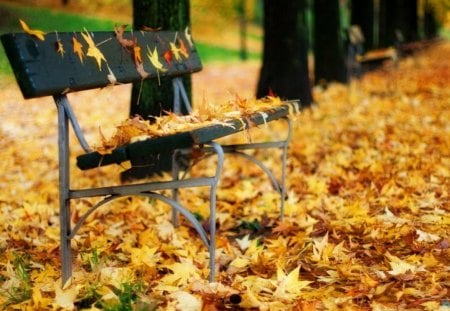 Amber Autumn Leaves - trees, park, leaves, golden, bench, grass