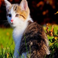 evening sun and the cute kitty