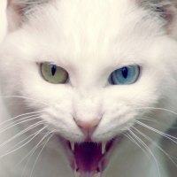 famous turkey van cat