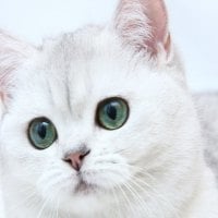 Snowball the cat with blue eyes