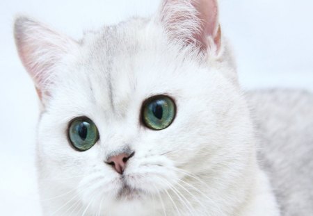 Snowball the cat with blue eyes - with, blue, eyes, snowball, the, cat