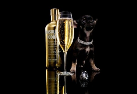 DRINK WITH DOGY - nice, fast, hd, drink, meal, food, wallpaper