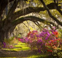 Magnolia garden