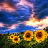 Sunflowers under blue sky