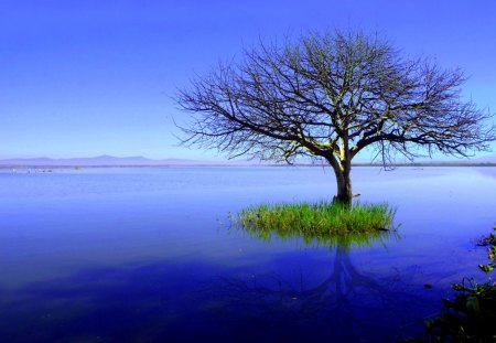 THE LAST TREE - lake, nature, mountain, tree