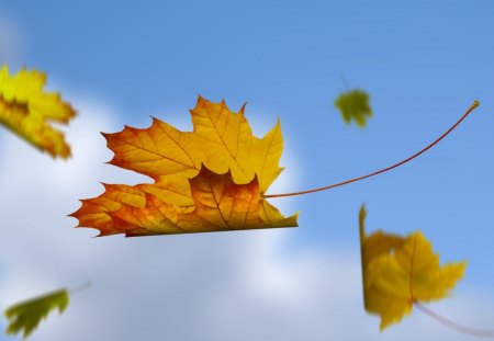 Blue Sky Falling Leaves