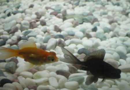 My gold fishes - nice, gold, fish, love, animals