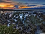 marsh at sunset