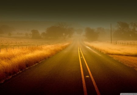 misty golden road - fields, road, mist, gold