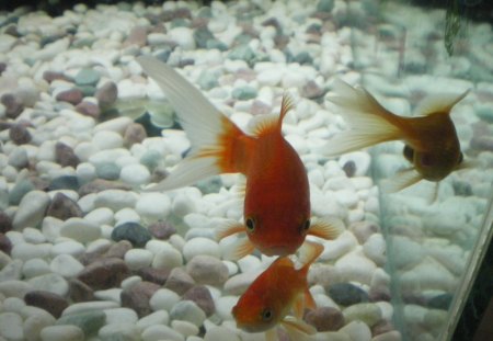 My gold fishes - nice, love, animals, fish, gold