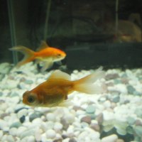 My gold fishes