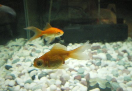 My gold fishes - nice, gold, fish, love, animals