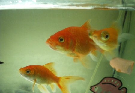 My gold fishes - nice, gold, fish, love, animals