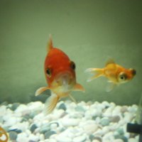 My gold fishes