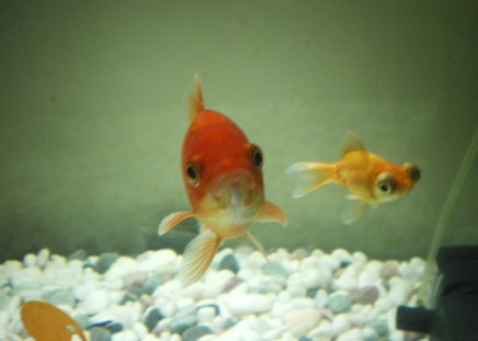 My gold fishes - nice, gold, fish, love, animals